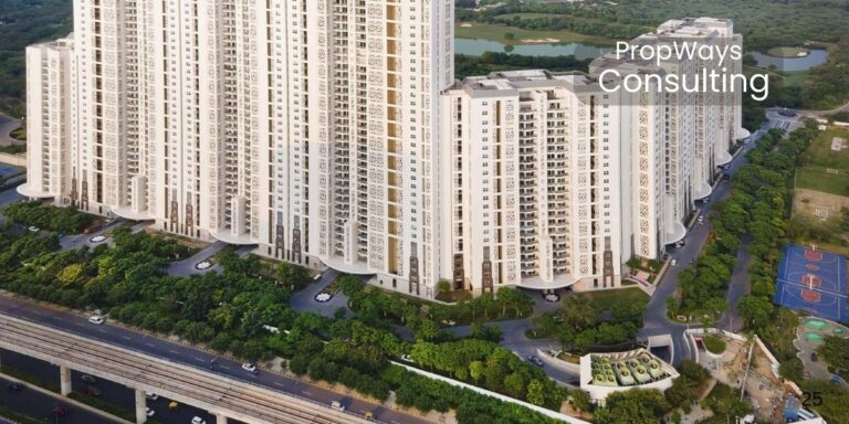 dlf camellias